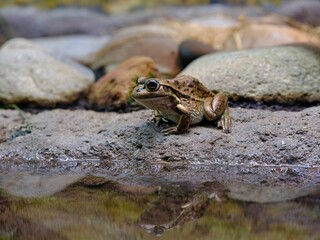 Yellow-spotted Tree Frog.