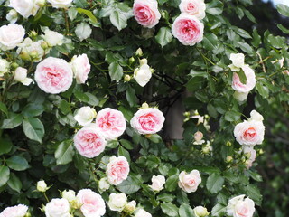 ピンクのバラ　アミロマンティカ