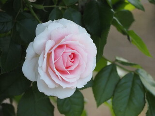 ピンクのバラ　アミロマンティカ