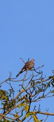 Bird watching observation: An Oriental turtle dove positioned near the top of a tree against an uninterrupted, cloudless sky.