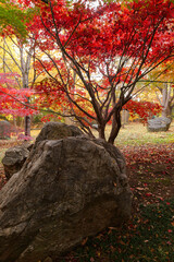 光差し込む紅葉と巨石が並ぶ九品仏浄真寺の秋景色