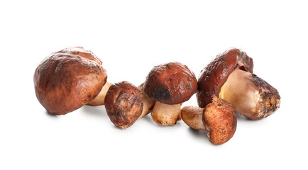 Heap of fresh mushrooms isolated on white background, closeup