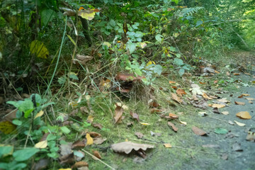 leaves on the ground with grass and bushes