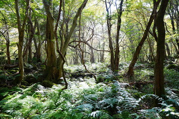 shiny forest in the autumn sunlight