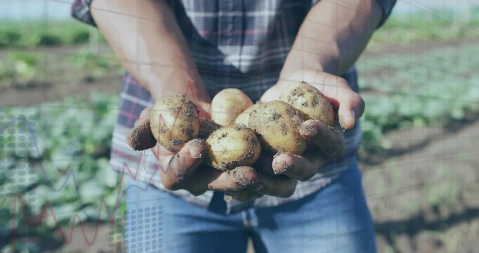 After digging, farmer holding potatoes and bringing them forward, animated labels showing freshness