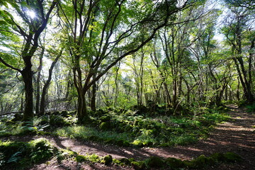 fine autumn forest and path in the gleaming sunlight