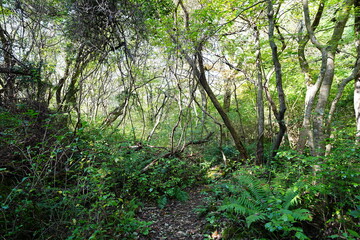 fine autumn forest and path in the gleaming sunlight