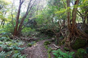 fine autumn forest and path in the gleaming sunlight