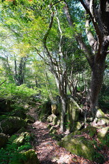 fine autumn forest and path in the gleaming sunlight