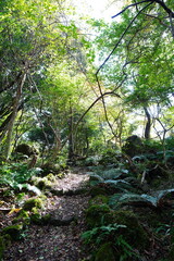 fine autumn forest and path in the gleaming sunlight