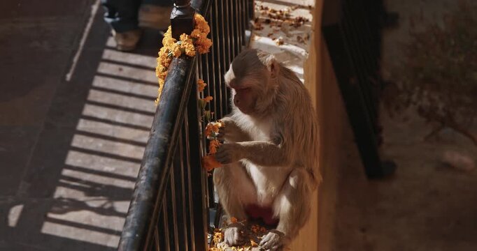 Monkey eats yellow flowers from a sacrificial wreath. Bonnet Macaque - Macaca Radiata Or Zati eating ritual flowers on street. Slow motion
