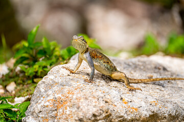 Close-up of Female Rainbow Agama Lizard (Agama agama) Sitting on Rock in Florida
