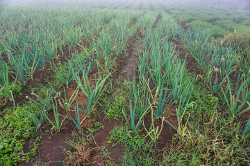 Red Onion Plants in a Cool, Lush Farm Environment