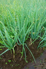 Red Onion Plants in a Cool, Lush Farm Environment