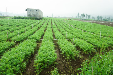 Obraz premium New life concept: Small carrot sprout emerging from the soil.