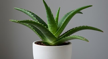 Fototapeta premium An aloe vera plant is in a white pot against a gray background The plant has thick green leaves with small thorns along the edges