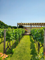 Winery Shabo, large modern wine production, two rows of vineyard, young green vine