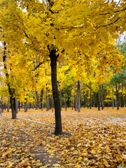 Beautiful autumn, yellow fallen leaves, walking path in the park