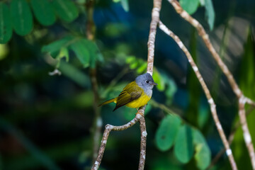 Grey-headed Canary-flycatcher The head has a short, erect crest. The head and chest are grey, contrasting with the upper body and yellowish-green tail. The rump and lower body are yellow. 