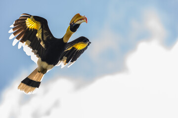 The bill and large hump are yellow. The face is black. The throat is white or yellowish-white. The body is black. The wings are black with a wide yellow stripe running down the middle of the wings.