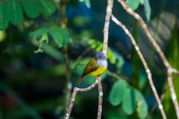 Grey-headed Canary-flycatcher The head has a short, erect crest. The head and chest are grey, contrasting with the upper body and yellowish-green tail. The rump and lower body are yellow. 
