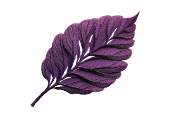 Textured purple leaf isolated, intricately detailed veins visible