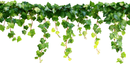 Trailing ivy plant with detailed leaves, dark background