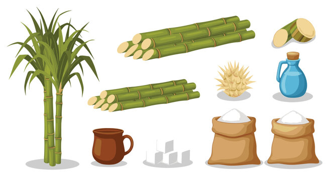 Collection of sugarcane plants, cut stalks, raw and processed sugar in various forms, and other related items, illustrating sugar production.