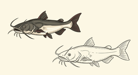 Fototapeta premium Detailed illustration featuring a colored catfish and a black and white line art drawing of the same fish, showcasing their distinctive features.