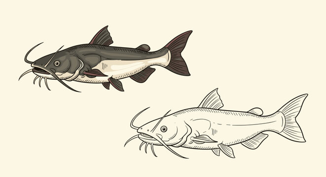 Detailed illustration featuring a colored catfish and a black and white line art drawing of the same fish, showcasing their distinctive features.