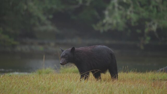 A black bear on the rocks waiting for the salmon to swim up the stream on in British Columbia, Canada. Filling up on food before going into hibernation for the winter