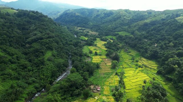 A forward aerial of terraced rice fields winding through a lush valley near Quinawan Beach in Bataan, Philippines