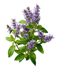 Lavender hued blooms w/ green leaves on transparent bg