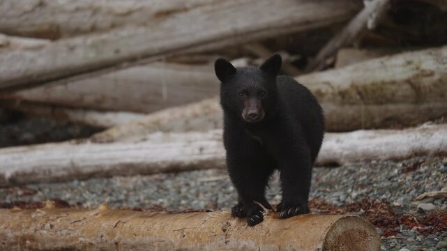 A black bear on the rocks waiting for the salmon to swim up the stream on in British Columbia, Canada. Filling up on food before going into hibernation for the winter