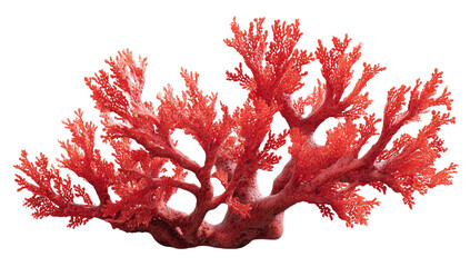 Branching red coral, isolated against a black background