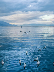 a calm lake with seagulls flying at the morning