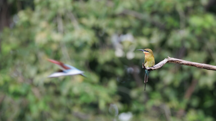 Blue-tailed Bee-eater, Merops philippinus, pearching on branch in forest park, richly coloured, slender bird, green overall, blue tail, thin black mask, brown throat
