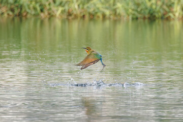 Blue-tailed Bee-eater, Merops philippinus, in flight after diving into the water, richly coloured, slender bird, green overall, blue tail, thin black mask, brown throat, bird plunges into water
