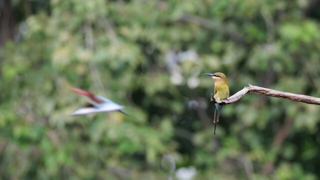 Blue-tailed Bee-eater, Merops philippinus, pearching on branch in forest park, richly coloured, slender bird, green overall, blue tail, thin black mask, brown throat