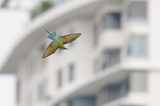 Blue-tailed Bee-eater, Merops philippinus, in flight in city park with building in background, richly coloured, slender bird, green overall, blue tail, thin black mask, brown throat, bird in town