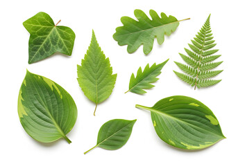 green leaves isolated on white