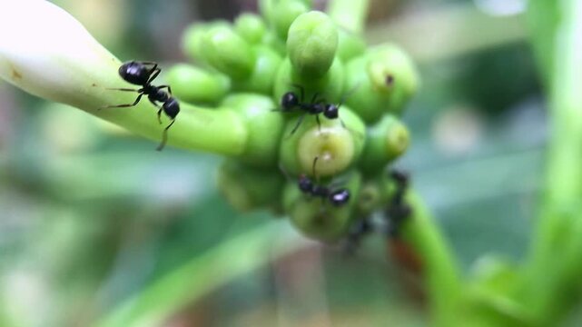 Macro shot of ants exploring fresh green buds, highlighting natural detail, vibrant colors, and dynamic insect activity.