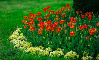 Spring meadow full of tulip flowers. Multicolored vivid tulips flowers pattern. Natural tulip landscape with spring colors. Blooming tulips pattern for seasonal design.