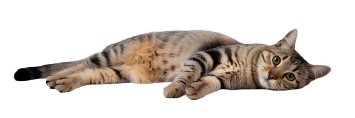Adorable tabby cat with striking eyes playfully rolling
