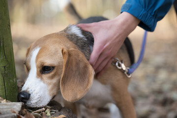 お散歩するビーグル犬のクローズアップ　匂いを嗅ぐ　クン活なう