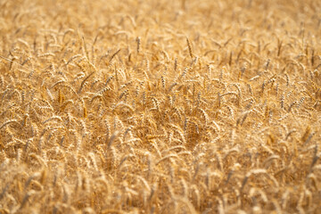 Fototapeta premium Wheat background representing harvest and rural farming. Close-up of ripe grain ready for harvest in a natural farmland setting. Crop fields showing growth and agricultural patterns.