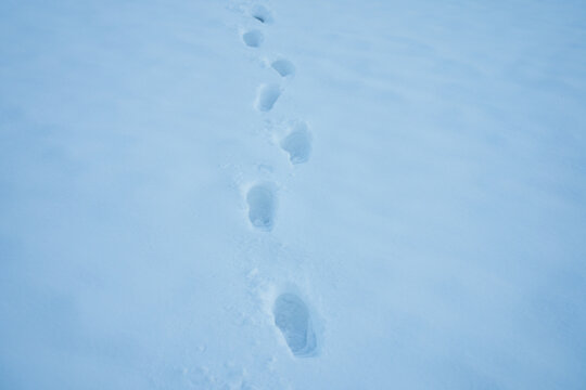 Winter trail covered with snowflakes. Snowy path winter design. Footpath in cold landscape. Footprints along snowy field. Snowy trail. Winter pathway with footstep. Footprint on snow surface. - Powered by Adobe