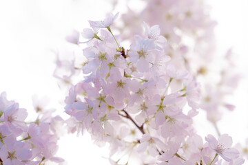 Spring blossom background. Blossoming tree branch with white flowers.