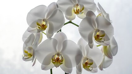 Delicate White Orchids With Golden
