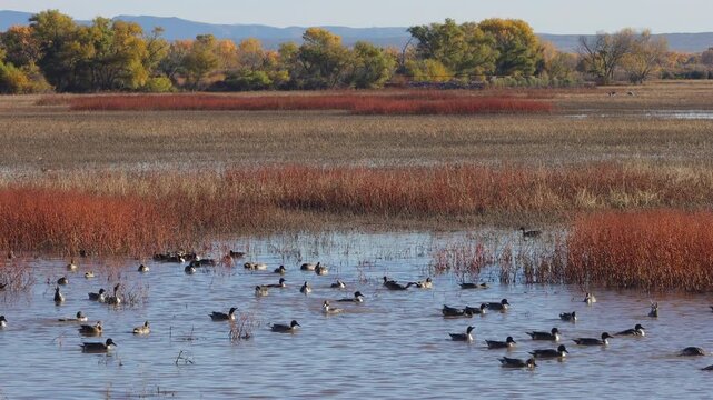 Spectacular closeup of a large flock of Pintail Ducks flying in for a landing at Bosque del Apache National Wildlife Refuge, Part 3 of 3 in sequence